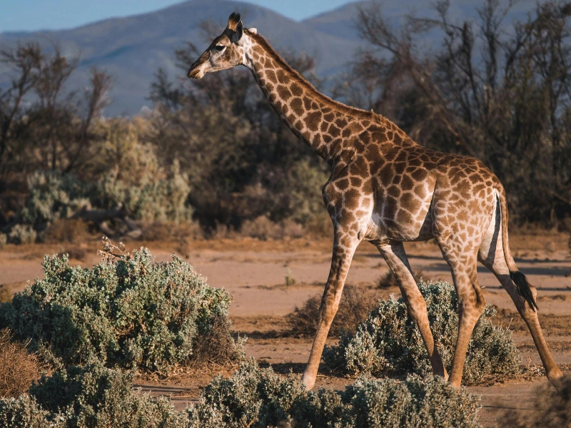 Girafa na Selva Africana
